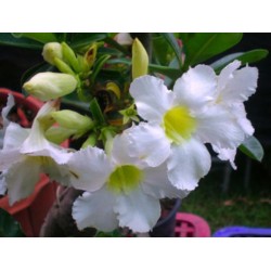 Rosa do Deserto - Adenium obesum - Star White - 5 Sementes