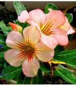 Rosa do Deserto - Adenium obesum - Sunday - 5 Sementes