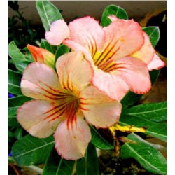 Rosa do Deserto - Adenium obesum - Sunday - 5 Sementes