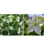 Aztec Nicotiana (Tabaco) 20 Sementes