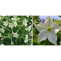 Aztec Nicotiana (Tabaco) 20 Sementes