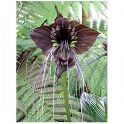 Tacca chantrieri (Flor Morcego) - 10 Sementes