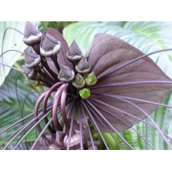 Tacca chantrieri (Flor Morcego) - 10 Sementes