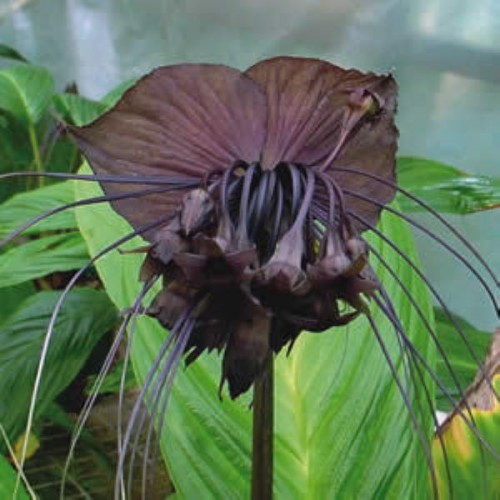 Tacca chantrieri (Flor Morcego) - 10 Sementes