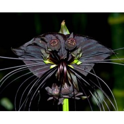 Tacca chantrieri (Flor Morcego) - 10 Sementes