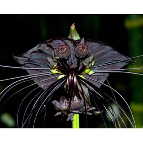 Tacca chantrieri (Flor Morcego) - 10 Sementes