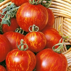 Tomate Tigerella - 20 Sementes