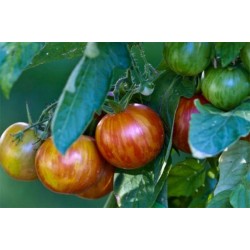 Tomate Tigerella - 20 Sementes