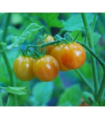 Tomate Cereja Laranja: 20 Sementes