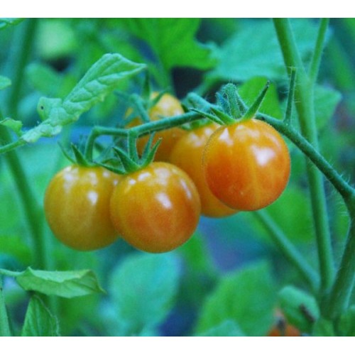 Tomate Cereja Laranja 20 Sementes