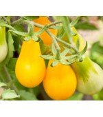 Tomate Yellow Plum 20 Sementes