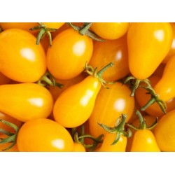 Tomate Yellow Plum 20 Sementes