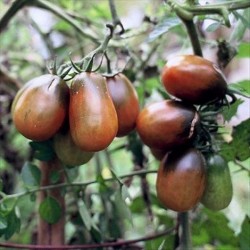 Tomate Black Plum - 20 Sementes