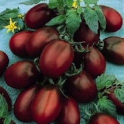 Tomate Black Plum - 20 Sementes