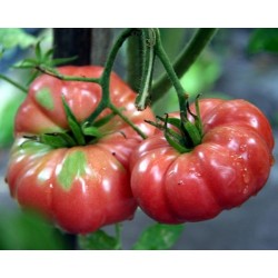 Tomate Belga Rosa Gigante - 20 Sementes