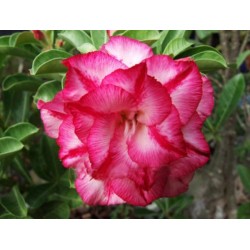 Rosa do Deserto - Adenium obesum - Triple Amazing - 5 Sementes