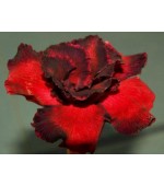 Rosa do Deserto - Adenium obesum - Vermiliont - 5 Sementes