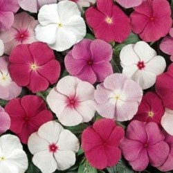 Vinca Sortida: 20 Sementes 