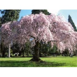Cerejeira Japonesa (Sakura): 5 Sementes 