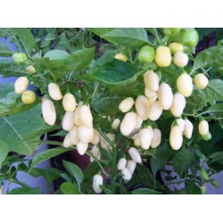 Pimenta White Habanero - 10 Sementes
