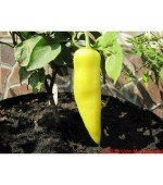 Pimenta Amarela Comprida - 40 Sementes