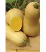 Abóbora Butternut: 10 Sementes