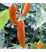 Pimenta Bulgarian Carrot Pepper (Pimenta Cenoura) - 15 Sementes 