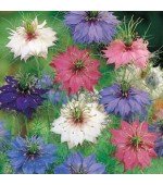 Dedo de Dama Sortida (Nigela): 20 Sementes 