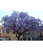 Dragon Tree Safira 20 Sementes