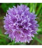 Cebolinha Francesa: 20 Sementes 
