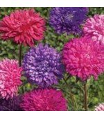 Aster Rainha do Mercado Sortida: 15 Sementes 