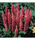 Lupino Coral: 15 Sementes 