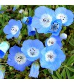 Baby Blue Eyes: 20 Sementes 