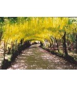 Goldenchain - 7 Sementes