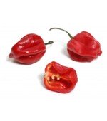 Pimenta Habanero Red: 40 Sementes