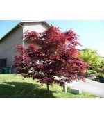 Bordô Japonês (Tatarian Maple): 10 Sementes