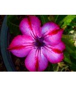 Rosa do Deserto - Adenium obesum - Mhamoung - 5 Sementes