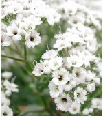 Mosquitinho Branco: 20 Sementes