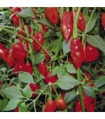 Pimenta Hot Pepper Lantern: 20 Sementes