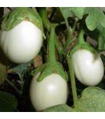 Planta Ovo (Solanum Ovigerum) - 10 Sementes 