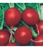 Rabanete Vermelho - 50 Sementes