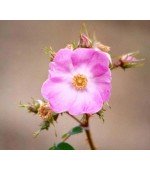 Rosa Japonesa Father - 10 Sementes