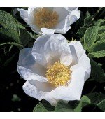 Rosa Japonesa Branca - 10 Sementes