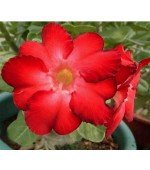 Rosa do Deserto - Adenium obesum - Warrior - 5 Sementes