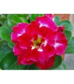 Rosa do Deserto - Adenium obesum - Ruby - 5 Sementes