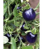 Tomate Roxo: 20 Sementes