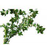 Tomilho - 20 Sementes