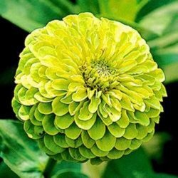 Zinnia Elegans Verde (Rara): 20 Sementes 