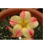 Rosa do Deserto - Adenium obesum - Yellow Dream - 5 Sementes