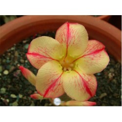 Rosa do Deserto - Adenium obesum - Yellow Dream - 5 Sementes